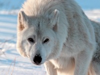 White Wolf, 1 февраля , Курган, id163613187